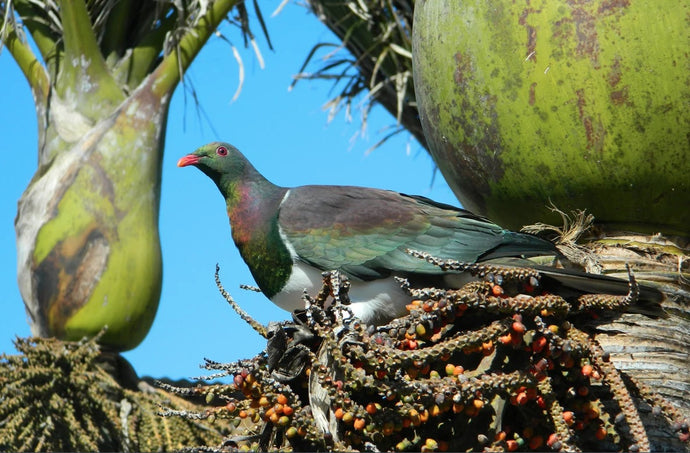 How our native birds help to plant forests