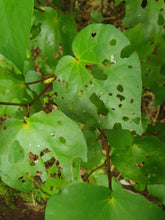 Load image into Gallery viewer, OKU Kawakawa Balms