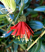 Load image into Gallery viewer, Pohutukawa and Kowhai Handmade Decorations