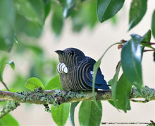 Load image into Gallery viewer, Cardboard Creatures