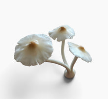 Load image into Gallery viewer, Mushroom Magnets