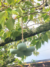 Load image into Gallery viewer, Hanging Petal Bamboo Bird Feeders