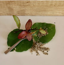 Load image into Gallery viewer, Native Tree Flavoured Flaky Salt