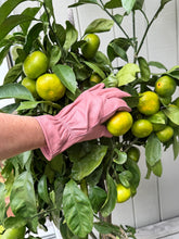 Load image into Gallery viewer, Pink Leather Gardening Gloves