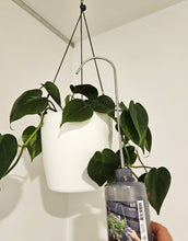 Load image into Gallery viewer, Watering Bottle for Hanging Plants