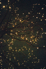 Load image into Gallery viewer, Solar Seed Lights