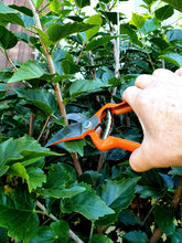 Load image into Gallery viewer, Pallares Pruning Shears
