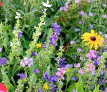 Load image into Gallery viewer, Hydranga Ranger Wildflower Seeds