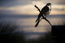 Load image into Gallery viewer, Metalbirds