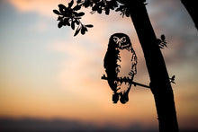 Load image into Gallery viewer, Metalbirds