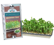 Load image into Gallery viewer, Microgreens - Seeds and Growing Tray (sold separately)