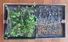 Load image into Gallery viewer, Microgreens - Seeds and Growing Tray (sold separately)