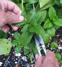 Load image into Gallery viewer, Little Garden Snips/Deadheaders