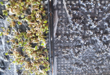 Load image into Gallery viewer, Microgreens - Seeds and Growing Tray (sold separately)