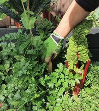 Load image into Gallery viewer, Sprout Garden Gloves