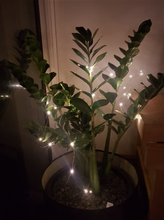 Load image into Gallery viewer, Rechargeable Seed Lights