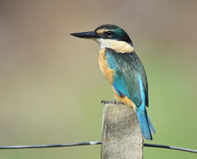 Load image into Gallery viewer, Kotare (Kingfisher) Feather by Michelle Bow