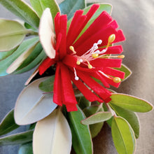 Load image into Gallery viewer, Pohutukawa and Kowhai Handmade Decorations
