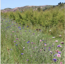 Load image into Gallery viewer, Edible Flowers by Native Tree Farm
