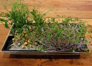 Microgreens - Seeds and Growing Tray (sold separately)