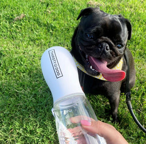 Thirsty Portable Bottle for Dogs