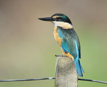Load image into Gallery viewer, Kotare (Kingfisher) Feather by Michelle Bow
