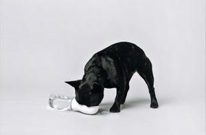 Thirsty Portable Bottle for Dogs